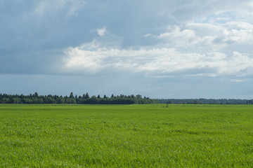 Sky and grass background, fresh green fields under the blue sky in summer