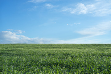 Sky and grass background, fresh green fields under the blue sky in summer - 167273900
