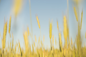 golden wheat field and sunny day