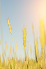 golden wheat field and sunny day