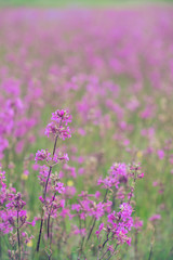 Violet, wild flowers with sunlight. Close up.