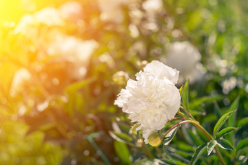 Beautiful white peonies on a sunny green bokeh background.