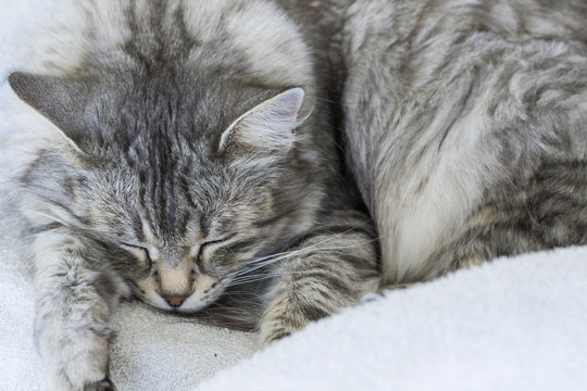 silver cat sleeping on a white curtain