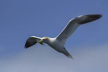 Fototapeta na wymiar Northern Gannet - Sula bassana, Shetlands, United Kingdome