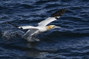 Northern Gannet - Sula bassana, Shetlands, United Kingdome