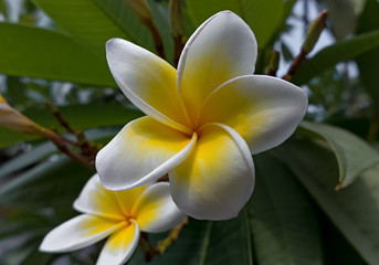 Exotische Blumen in Thailand