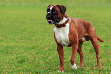 Dog breed Boxer