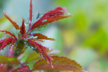 Extreme magnification - Green aphids on a plant.