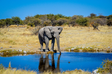 Fototapeta premium Elefant am Wasser