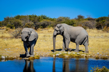 Fototapeta na wymiar Elefant am Wasser