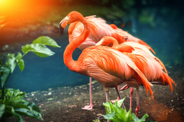 Beautiful pink flamingo standing at water edge. Animal background