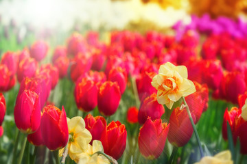 Blooming red tulips and yellow daffodils closeup