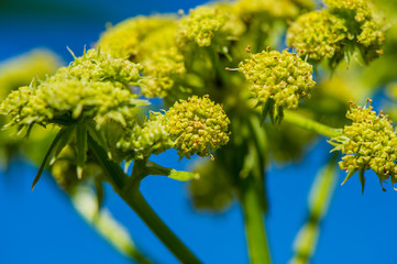 Yellow flowers plants