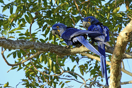 Two Hyacinth Macaws on a Branch. Pantanal, Brazil