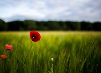 A red flower in a field.