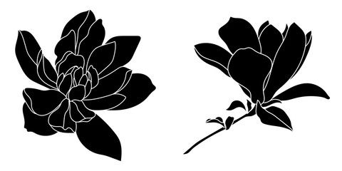 Set of graphical hand drawn magnolia flowers. Vector.