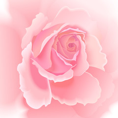 Flower rose on white background.