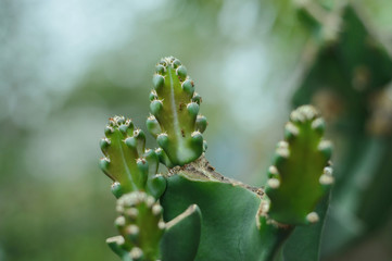 cactus and ants close up