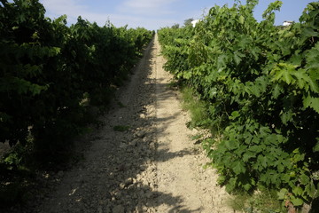Fototapeta na wymiar Rows of vineyards in abruzzo