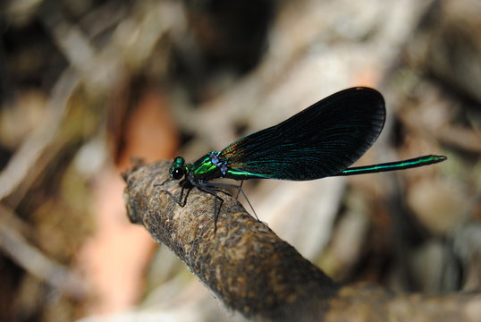 libellule bleu