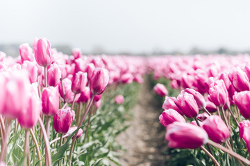 Tulips field in the Netherlands