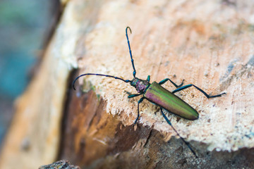 Longhorn beetle on pine-tree stump