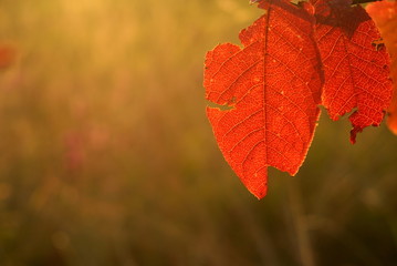red leaves of the tree. macro