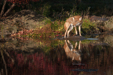 Coyote (Canis latrans) Turns on Rock
