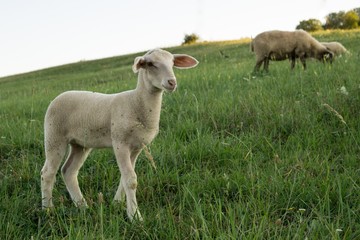 Naklejka na ściany i meble Lamb and sheep on meadow. Slovakia