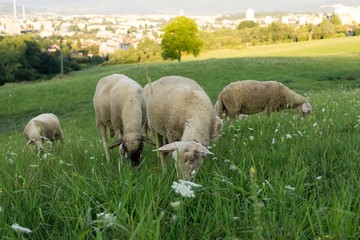 Fototapeta premium Sheep on the meadow with town background. Slovakia