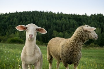 Lamb and sheep on meadow. Slovakia