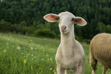 Lamb and sheep on meadow. Slovakia