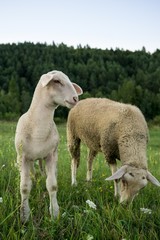 Obraz na płótnie Canvas Lamb and sheep on meadow. Slovakia