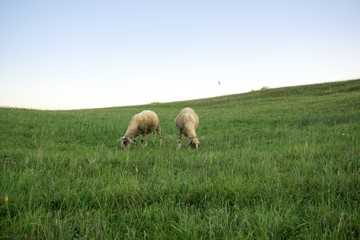 Sheep on the meadow. Slovakia