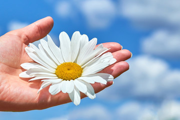 A girl holds a large white Chamomile in the hands. Concept of phytotherapy and enjoying life