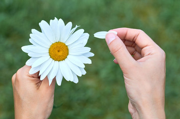 A girl holds a large white Chamomile in the hands. Concept of phytotherapy and enjoying life