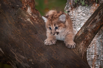 Female Cougar Kitten (Puma concolor) on Branch Claws Out