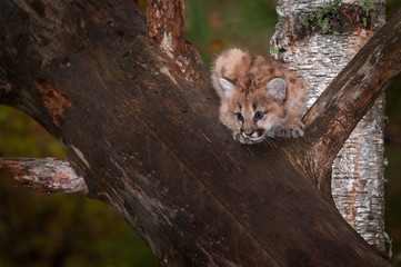 Female Cougar Kitten (Puma concolor) Looks To Jump