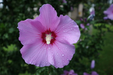 Hibiskus mit Regentropfen und Blütenstaub © Martin