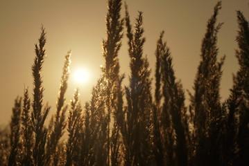 Fototapeta premium Dry Grass In Sunset Sunlight. Autumn Season