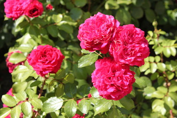 pink roses