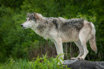Grey Wolf (Canis lupus) On Rock to Left