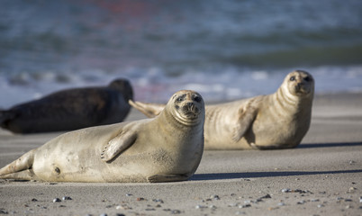 Fototapeta premium Seals on the german island of Helgoland
