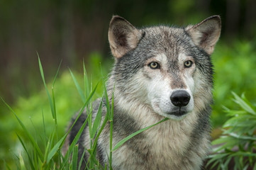 Naklejka na ściany i meble Grey Wolf (Canis lupus) Looks Out Head Right