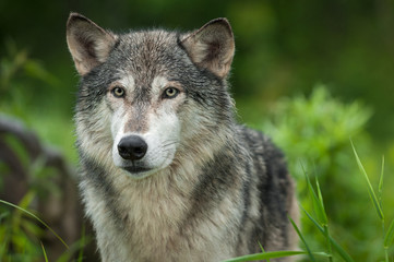 Naklejka na ściany i meble Grey Wolf (Canis lupus) Looks Out Head