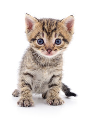 Kitten on white background.