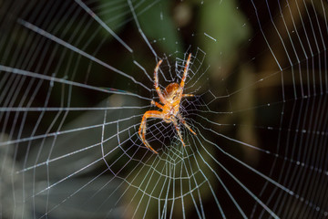 Kreuzspinne im Netz