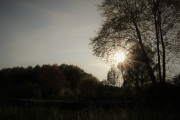 Fototapeta premium Brancholeil