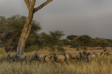 Wildebeest in Tarangire National park ,Tanzania