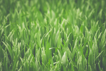 Grass closeup